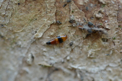 Tachyporus obtusus
