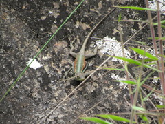 Tropidurus melanopleurus