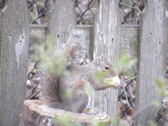 Sciurus carolinensis