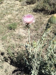Cirsium tracyi