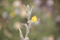 Oenothera affinis
