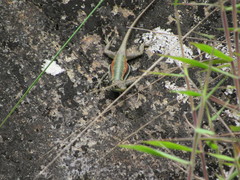 Tropidurus melanopleurus