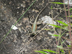 Tropidurus melanopleurus