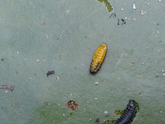 Galerucella nymphaeae