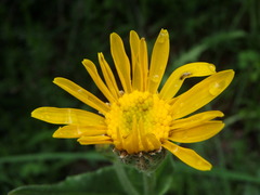 Senecio doronicum