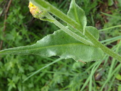 Senecio doronicum