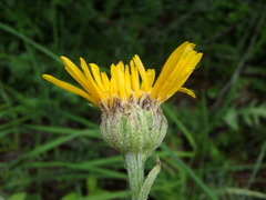 Senecio doronicum
