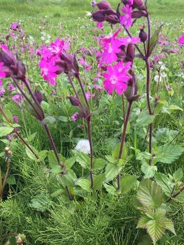 Red campion