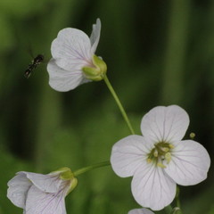 Cardamine pratensis