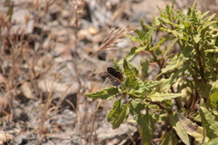 Euphilotes bernardino bernardino