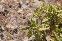 Euphilotes bernardino bernardino