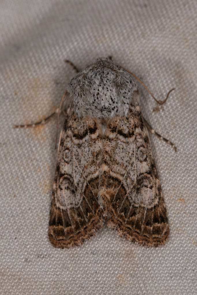 Schinia deserticola