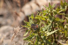 Euphilotes bernardino bernardino