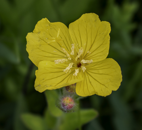 Oenothera pilosella