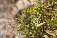 Euphilotes bernardino bernardino