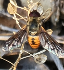 Image of Neodiplocampta miranda