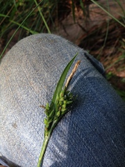 Carex hendersonii