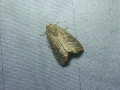 Bagisara rectifascia