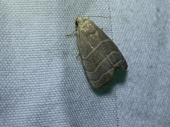 Bagisara rectifascia