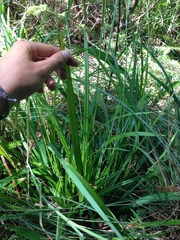 Carex hendersonii