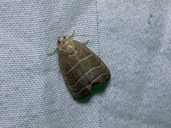 Bagisara rectifascia