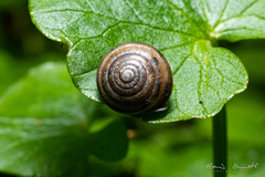 Perforatella bidentata