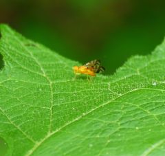 Strauzia longipennis