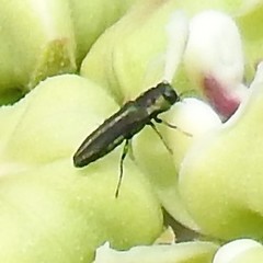 Agrilaxia texana