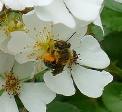 Andrena crataegi