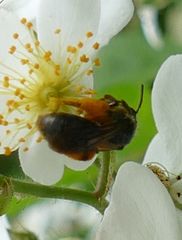 Andrena crataegi