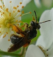 Andrena crataegi