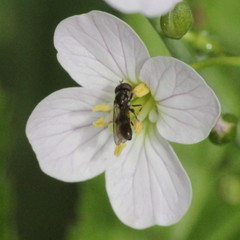 Cardamine pratensis
