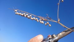 Glastaria glastifolia