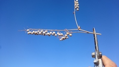 Glastaria glastifolia