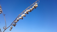 Glastaria glastifolia