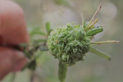 Asphondylia ceanothi