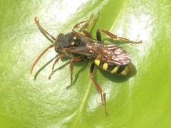 Nomada marshamella