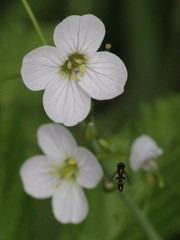 Cardamine pratensis