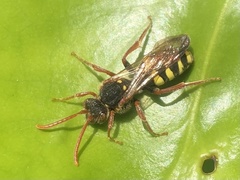 Nomada marshamella