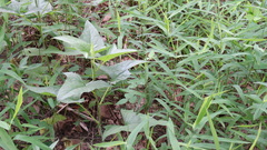 Hasteola suaveolens