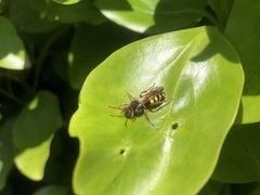Nomada marshamella