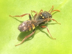 Nomada marshamella