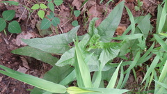 Hasteola suaveolens