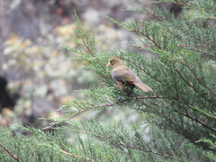 Psarocolius atrovirens