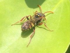 Nomada marshamella