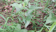Hasteola suaveolens
