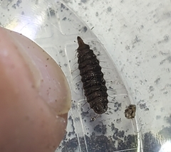 Stratiomyidae