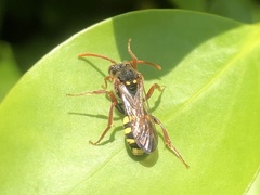 Nomada marshamella