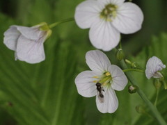 Cardamine pratensis