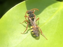 Nomada marshamella